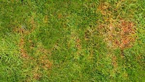 Czerwona nitkowatość traw to poważne zagrożenie dla twojej wypielęgnowanej murawy. Nie daj się zwieść, atakuje nie tylko we wrześniu.
