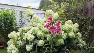 Niektórym roślinom w ogrodzie letnie cięcie poważnie zaszkodzi.