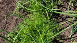 Sprawdź, jak siać koper ogrodowy latem.