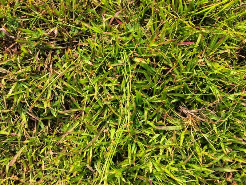 Na początku choroba nie jest łatwo zauważalna, jednak wraz ze wzrostem i wydłużaniem się czerwonych nitek dobrze widać zachodzące zmiany