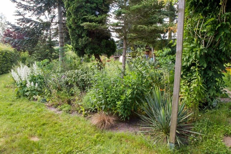 Jeśli przytniemy rośliny w nieodpowiednim terminie, możemy im zaszkodzić