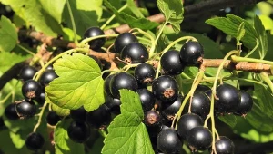 Letnie cięcie porzeczki czarnej, czerwonej i białej pozwala zwiększyć owocowanie krzewu w kolejnym roku, ale tylko wtedy, gdy zaczniesz w określonym momencie po posadzeniu.