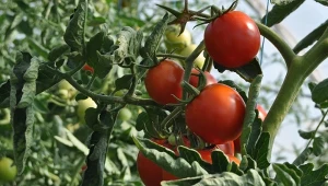 Mączlik szklarniowy na pomidorach to zagrożenie dla twoich upraw. Na szczęście da się zwalczyć szkodniki już w kilku prostych krokach.