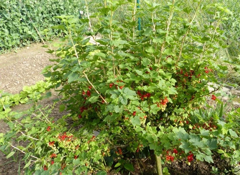 Bez korekcji krzewu oraz regularnego cięcia pędów porzeczka zwiększy wzrost części zielonych kosztem owocowania