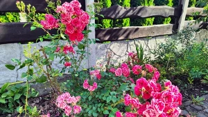 Jak przedłużyć kwitnienie róż?/Deccoria.pl