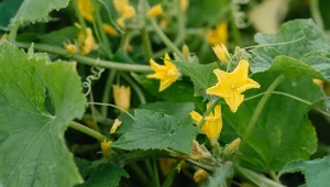 Co zrobić, jeśli ogórki kwitną, ale nie chcą zawiązywać owoców? Fot. Serhii Hryshchyshen/123RF.com