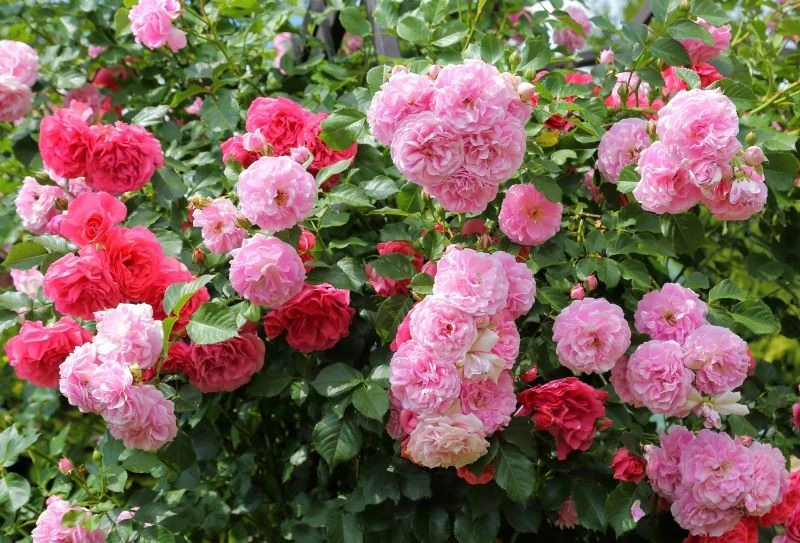 Olej rycynowy może przedłużyć kwitnienie róż