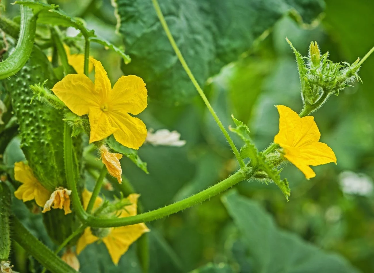 Żeby ogórki regularnie kwitły, potrzebują odpowiedniej pielęgnacji, m