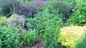 Niektóre rośliny ogrodowe odstraszają komary.