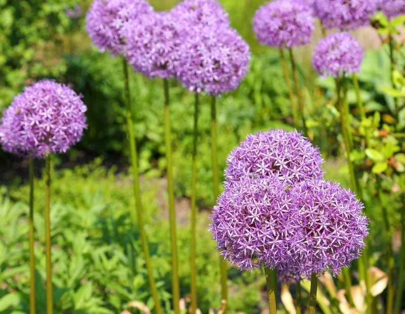 Czosnek olbrzymi pięknie wygląda i odstrasza komary