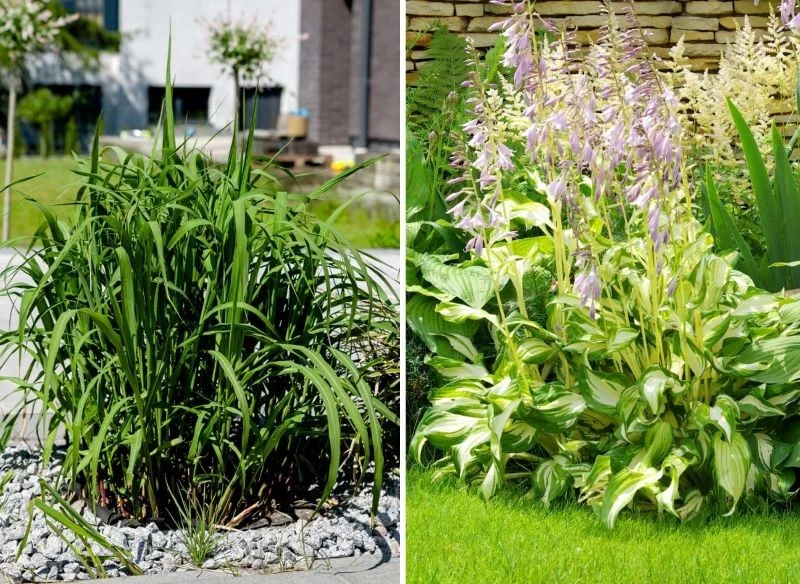 To tylko kilka propozycji roślin, których pokrój, rozłożyste liście oraz forma, jaką przyjmują w rozmaitych kompozycjach, odciągną wzrok od nieciek...