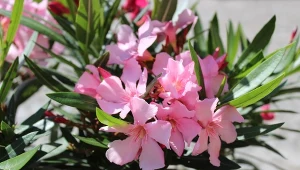 Podpowiadamy, jak dbać o oleandry, by długo i obficie kwitły.