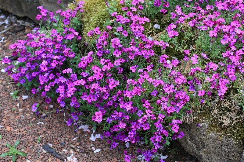 Wybierając roślinę wieloletnią na skalniak, zwróć uwagę na warunki panujące na danym obszarze