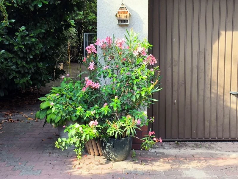 W naszym klimacie oleandry uprawiamy w donicy