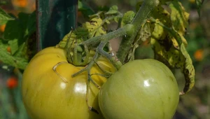 Dlaczego pomidory nie dojrzewają? Przyczyn może być co najmniej kilka.