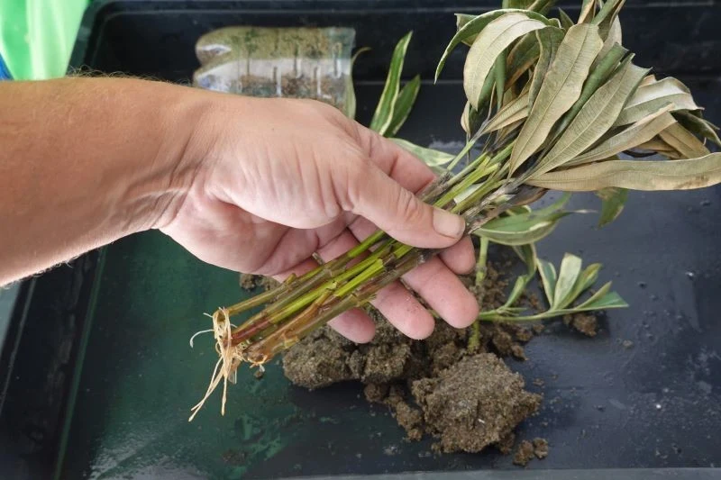 Z oleandra łatwo pozyskamy sadzonki, by rozmnożyć roślinę