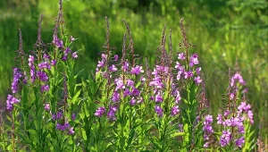 Roślina ta porasta łąki, ale bez trudu możesz wprowadzić ją do swojego przydomowego ogrodu. Uprawa wierzbówki kiprzycy jest prostsza niż się spodziewasz.