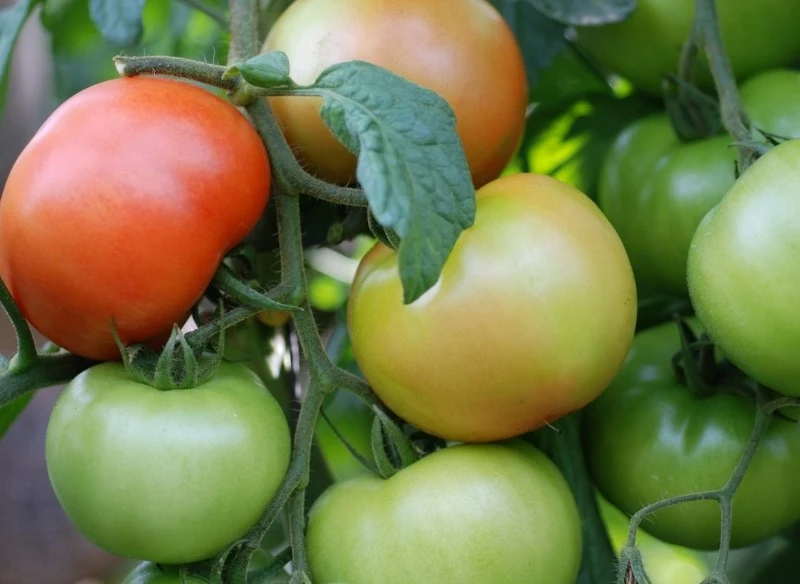 Pomidory nie dojrzewają, bo mają za mało światła