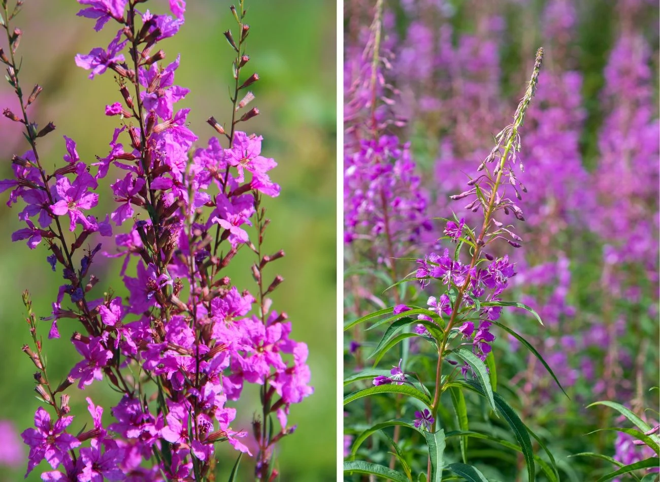 Niekiedy wierzbówka potrafi zaskoczyć, przebijając się tam, gdzie niewiele innych roślin byłoby w stanie wyrosnąć