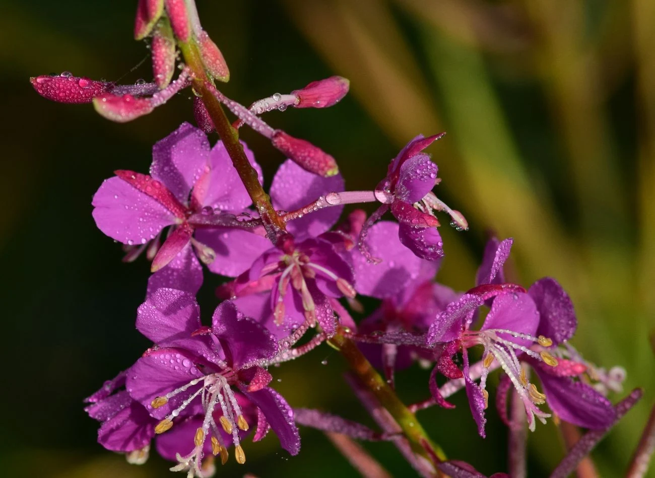 Purpurowe kwiaty zebrane są w długie grona i zakwitają stopniowo, a nasiona rozsiewa wiatr, dlatego wierzbówka łatwo się rozrasta