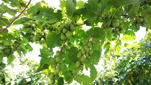 Aktinidia – ciekawe odmiany i pielęgnacja mini kiwi