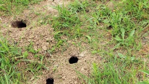 nornicy wykopują w ogrodzie charakterystyczne otwory.
