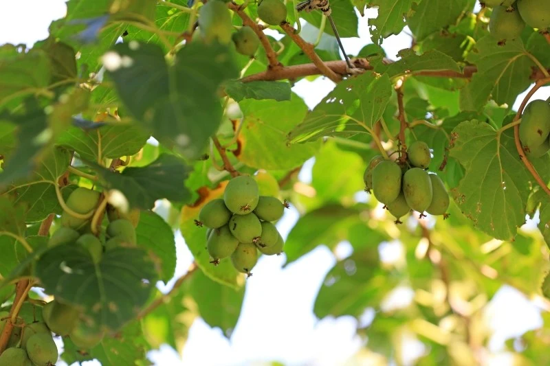 Aktinidia rośnie szybko, nawet do 3 m rocznie