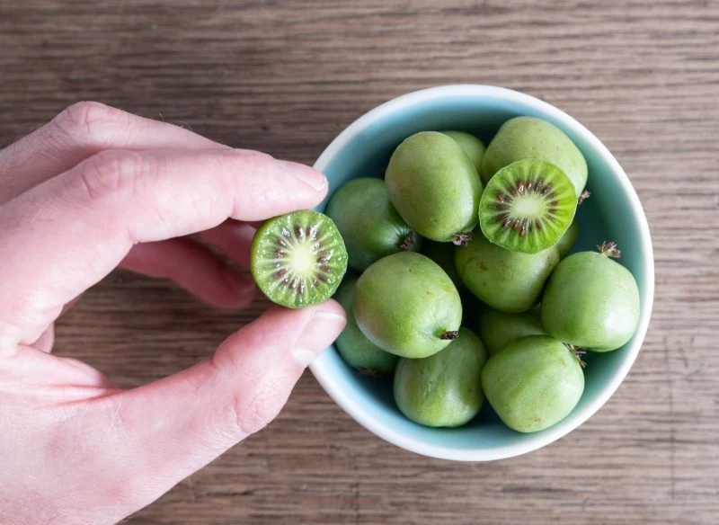 Owoce aktinidii są bardzo zdrowe – są bogate w witaminy, zawierają dużo potasu oraz różnych mikroelementów