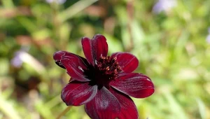 Nachyłek (kosmos czekoladowy), kwiat pachnący wanilią, to rewelacyjny wabik na owady. Chcesz, aby ogród tętnił życiem w sezonie? Zasadź nachyłki, zlecą się motyle.