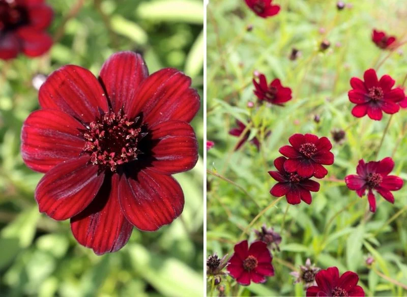 Kosmos czekoladowy ma barwę brudnej czerwieni lub ciemnego bordo, niekiedy płatki są niemalże czarne