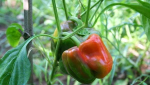 Pielęgnacja papryki w lipcu. Jak podlewać paprykę w trakcie kwitnienia i owocowania?