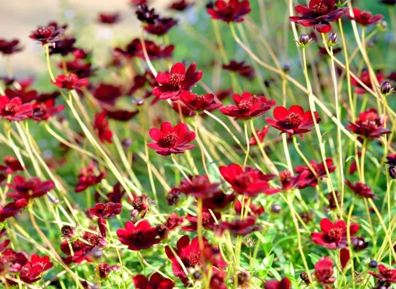 Gdy kosmosów w ogrodzie będzie więcej, powstanie żywa, czerwona łąka, obok której miło będzie usiąść i pozachwycać się waniliowym aromatem i skrzyd...