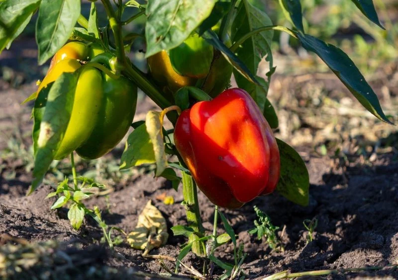 Owocująca latem papryka potrzebuje najwięcej wody