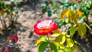 Te trzy sposoby na rozmnażanie róży pomogą ci z jednego krzewu uzyskać całą kolekcję pięknych roślin.