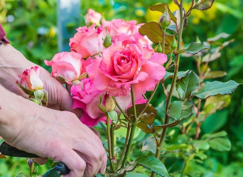 Rozmnażanie ręczne ulubionych krzaków róży pozwala uzyskać piękne, zdrowe sadzonki z wartościowych okazów