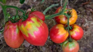 Jak wykorzystać fusy po kawie w uprawie pomidorów?