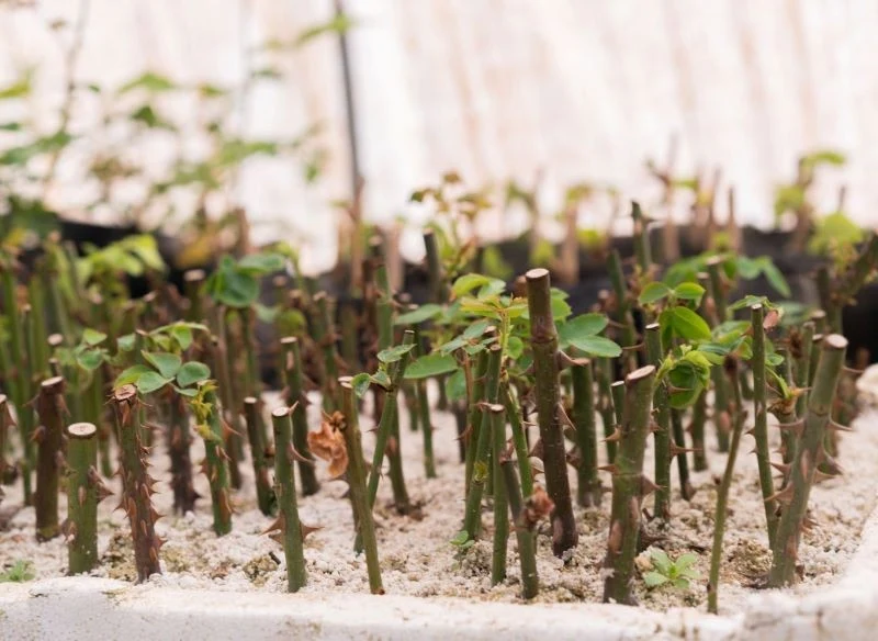 Pędy róży umieszczone w odpowiednim rodzaju podłoża i doglądane wypuszczą korzonki i pozwolą ci na powiększenie kolekcji krzewów róży bez ponoszeni...