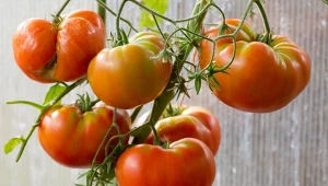 Wybarwianie pomidorów. Przygotuj najlepszą gnojówkę, która wzmocni smak i kolor owoców