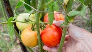 Cudo-mikstura na udane zbiory pomidorów. Wystarczy zrobić jeden oprysk, a zawiąże się mnóstwo owoców