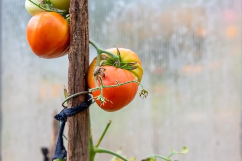 W dojrzewających pomidorach jest coraz więcej likopenu, któremu zawdzięczają swój kolor