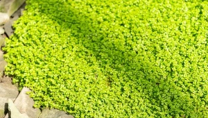 Za najlepsze rośliny okrywowe, które zapobiegają chwastom uznawane są rozmaite gatunki płożące. Niezwykle ciekawa jest solejrolia rozesłana, która z powodzeniem zastępuje trawnik.