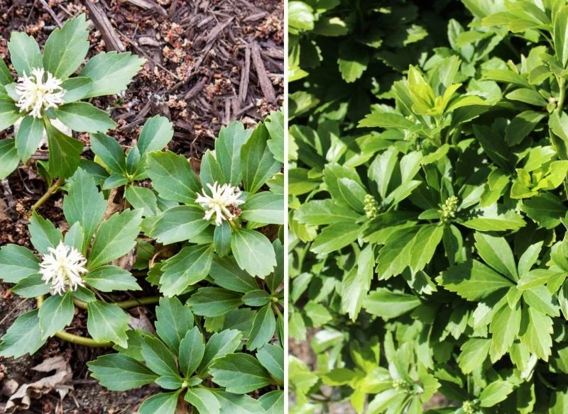 Runianka japońska nie tylko pięknie okrywa podłoże pod wyższymi od niej roślinami np