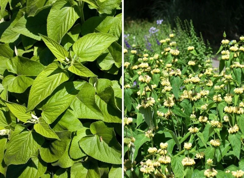 Phlomis russeliana, inaczej szałwia turecka, wyrasta nawet do 1 metra wysokości, ale jako młoda roślina, utrzymana w niskim pokroju, tworzy zwarty,...