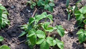 Sprawdź, jak sadzić truskawki latem.