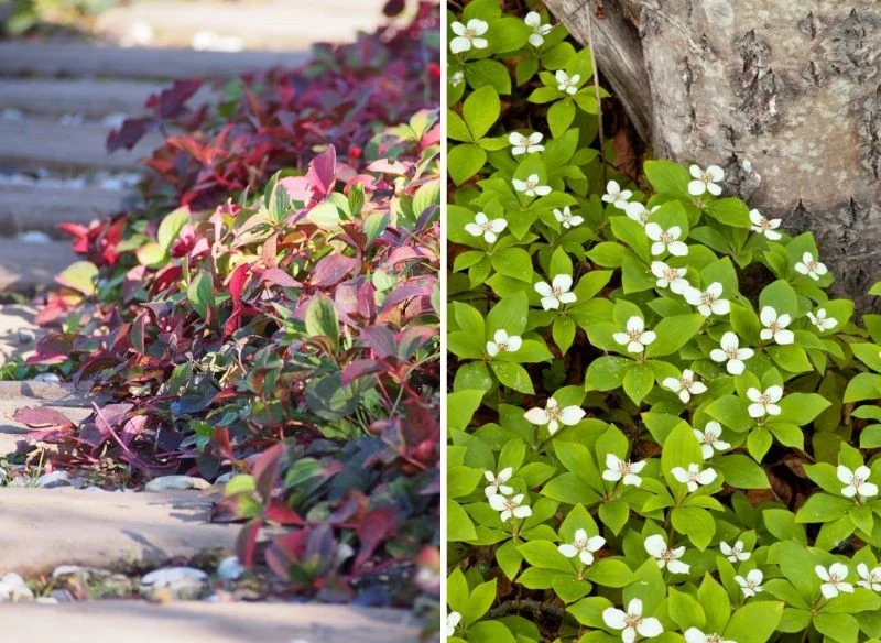 Dereń kanadyjski, jedyny tak rosnący gatunek, płoży się i zadarnia przestrzeń