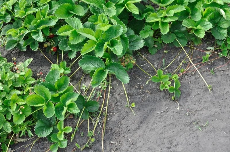 Do rozmnożenia truskawek latem możemy wykorzystać rozłogi z tegorocznej uprawy