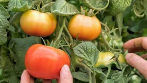 Sukcesywny zbiór pomidorów to ważny zabieg, pozwala zachować równowagę owocowania pomiędzy gronami, a także chroni przed marszczeniem i uszkodzeniami skórki, gdy słońce dotkliwie praży.