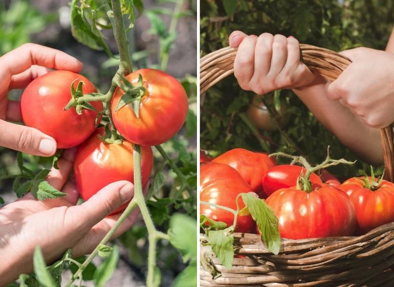 Pomidory zbierz najlepiej 1-2 dni przed ostatecznym dojrzeniem, uważnie oglądaj skórkę i oceniaj stopień wybarwienia oraz miękkość miąższu