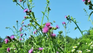 Sprawdź, jakie są sposoby na pozbycie się ostu z ogrodu.