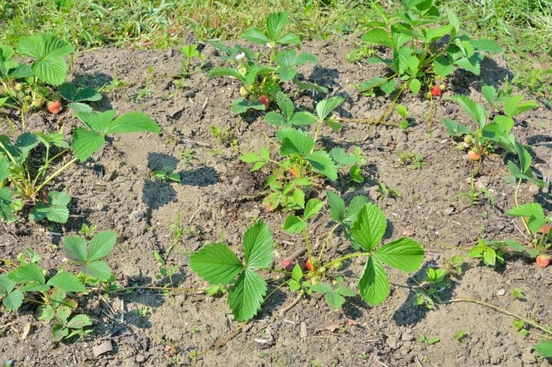 Jakie odmiany truskawek są najsmaczniejsze